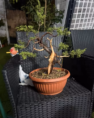 Bonsai ginepro itoigawa