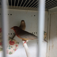 Ciuffolotti messicani