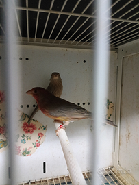 Ciuffolotti messicani