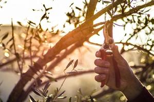 Uliveto 3 ettari circa ( LUNIGIANA )