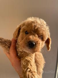 Maltipoo toy