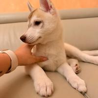 Cuccioli di Siberian Husky