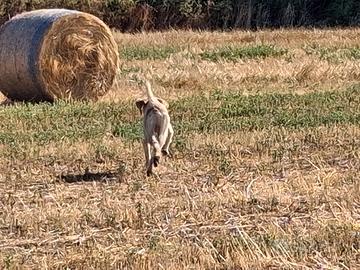 Cuccioli spinone