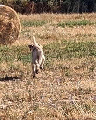 Cuccioli spinone
