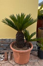 Cycas palma in vaso