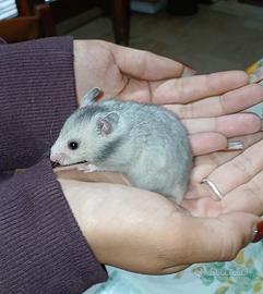 Cuccioli criceti