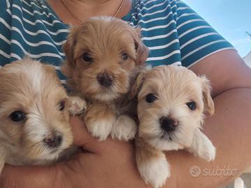 Maltipoo