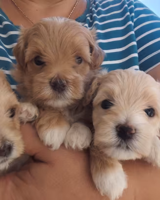Maltipoo