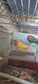 inseparabile 