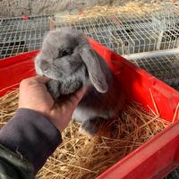 Coniglio ariete nano