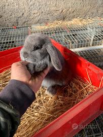 Coniglio ariete nano