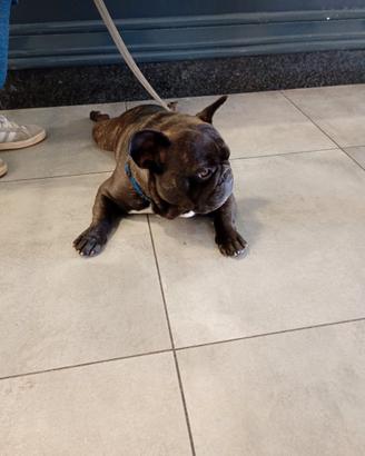 Bulldog francese con pedigree