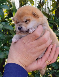 Incantevoli Cuccioli di Shiba Inu Pura Razza