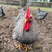 Amrock gallo e galline