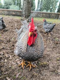 Amrock gallo e galline