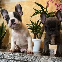 Bulldog Francese: Maschietto e Femminuccia