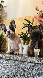 Bulldog Francese: Maschietto e Femminuccia