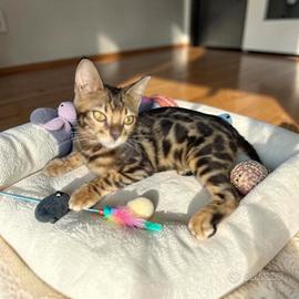 Cucciolo Bengala maschio 
