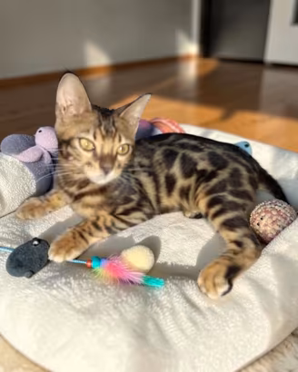 Cucciolo Bengala maschio 