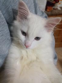Gattino angora turco