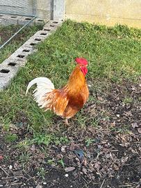 Galline americane 4/5