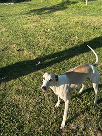 Whippet maschi
