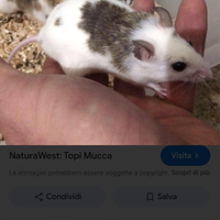 Topi mucca Praomys natalensis vivi