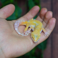 Geco leopardino