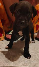 Cucciolo pitbull