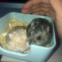 Cricetini disponibile