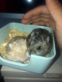 Cricetini disponibile