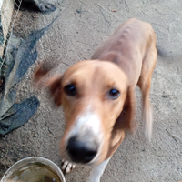 Cucciolone di segugio