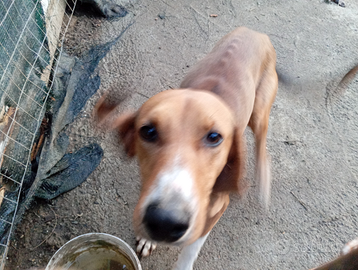 Cucciolone di segugio