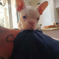 Cucciolo bulldog inglese albino