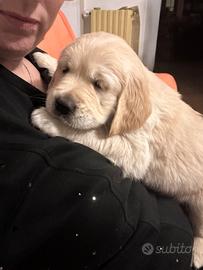 Golden retriver linea inglese