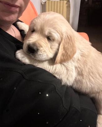 Golden retriver linea inglese
