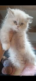 Gatti persiani 