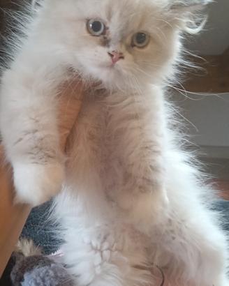 Gatti persiani 
