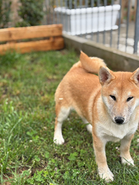 Shiba Inu