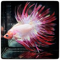 Betta Splendens Crowntail White Red Orchid