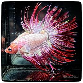 Betta Splendens Crowntail White Red Orchid