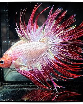 Betta Splendens Crowntail White Red Orchid