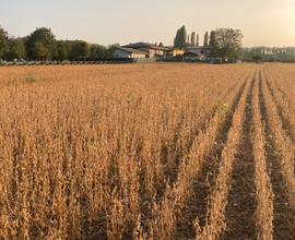 Agricoltore terreni