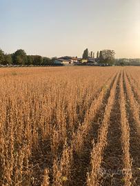 Agricoltore terreni