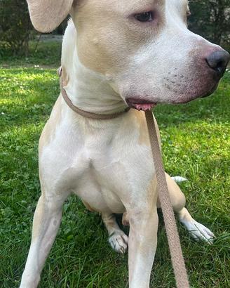 Enea, Amstaf di 5 anni bravissimo