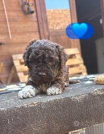 Cuccioli di lagotto