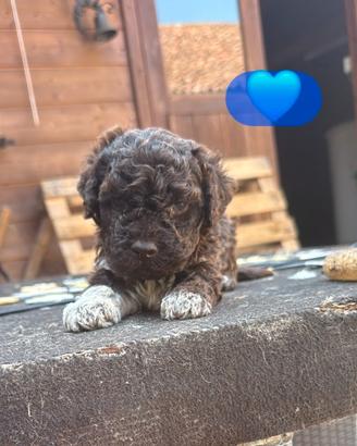 Cuccioli di lagotto