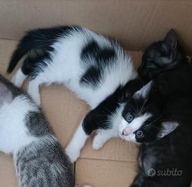 Gattine dolcissime