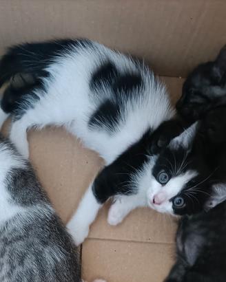 Gattine dolcissime