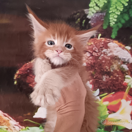 Cuccioli di Maine Coon